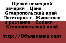 Щенки немецкой овчарки › Цена ­ 6 000 - Ставропольский край, Пятигорск г. Животные и растения » Собаки   . Ставропольский край